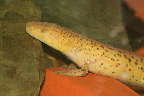 Tennessee Cave Salamander