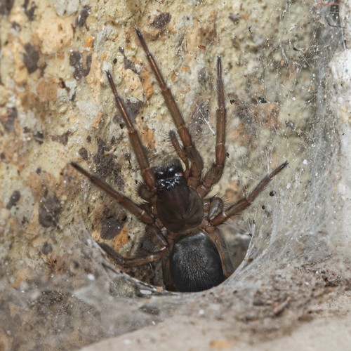 Pireneitega luctuosa