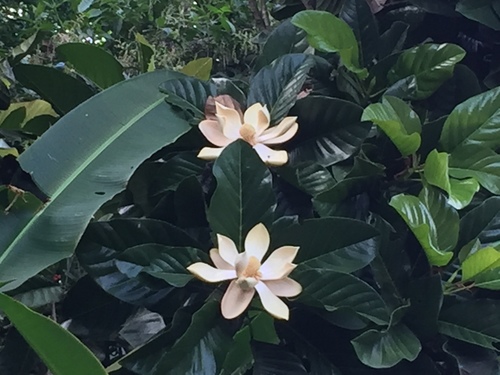 Magnolia hernandezii image