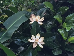Image of Magnolia hernandezii