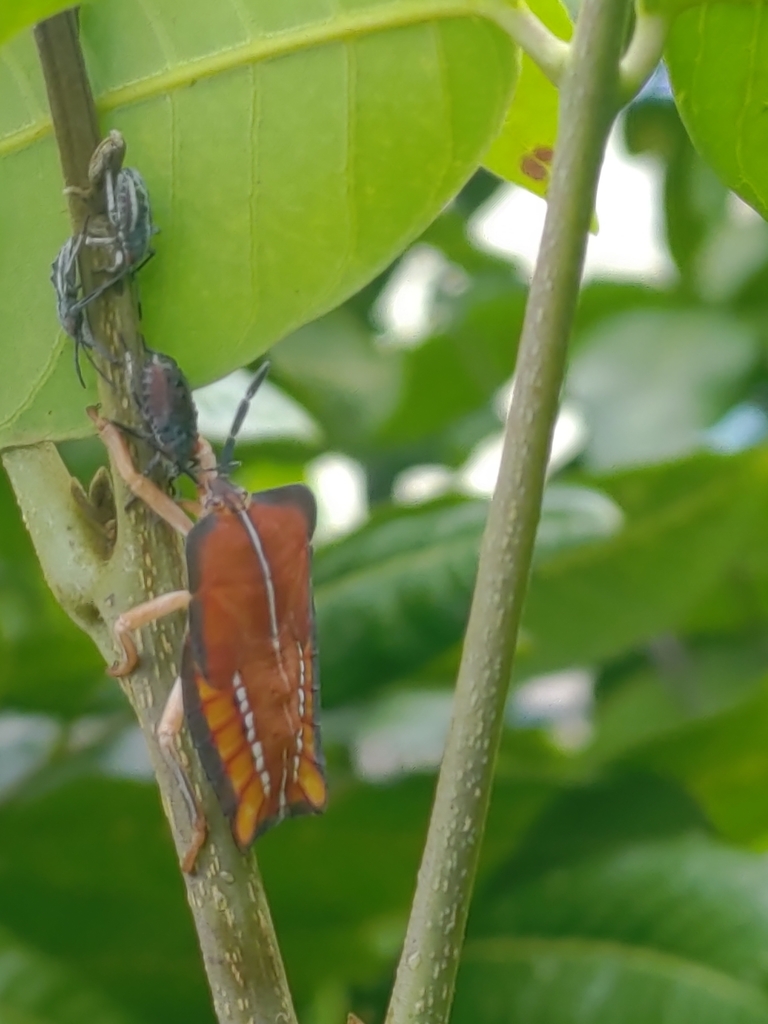 Lychee Stink Bug from 630台灣雲林縣斗南鎮201 on May 30, 2022 at 02:09 PM by 古國順 ...