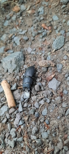 Mali jelenak (Dorcus parallelipipedus)