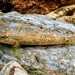 Formosan Brook Goby - Photo (c) Chris Lynch, all rights reserved, uploaded by Chris Lynch