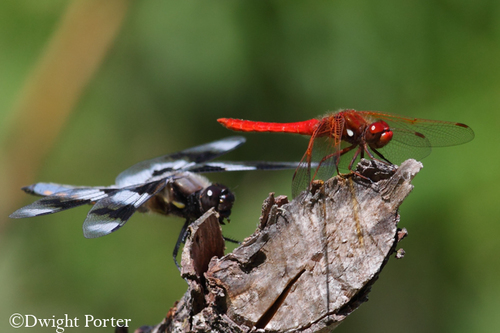 Cardinal Meadowhawk