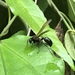 Agelaia panamaensis - Photo (c) Terry Larm, all rights reserved, uploaded by Terry Larm