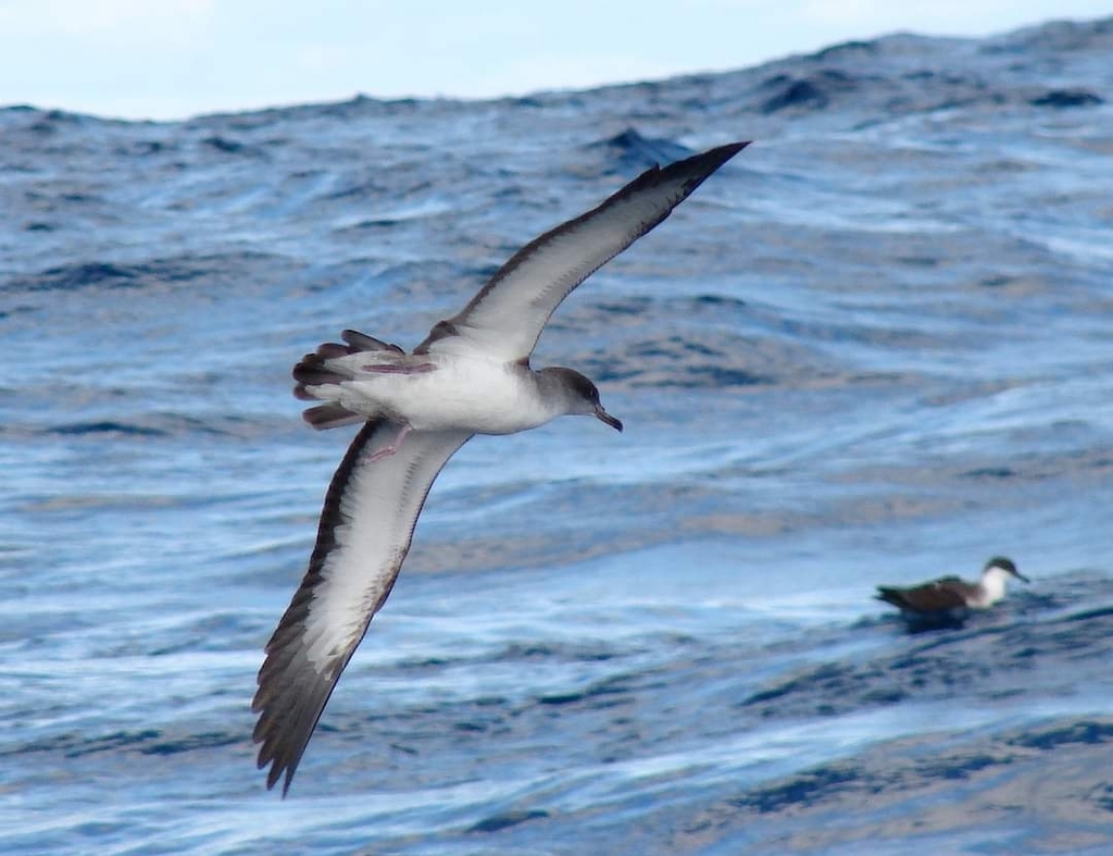 Cape Verde Shearwater photo