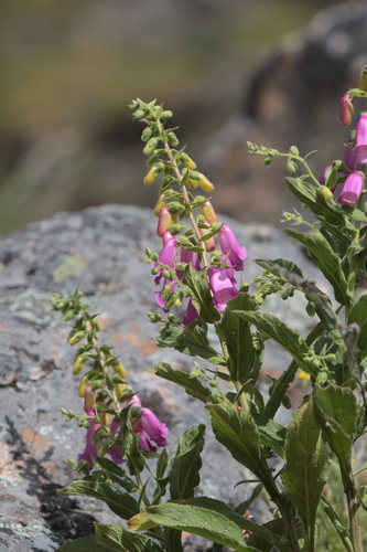 Spanish Peaks Foxglove