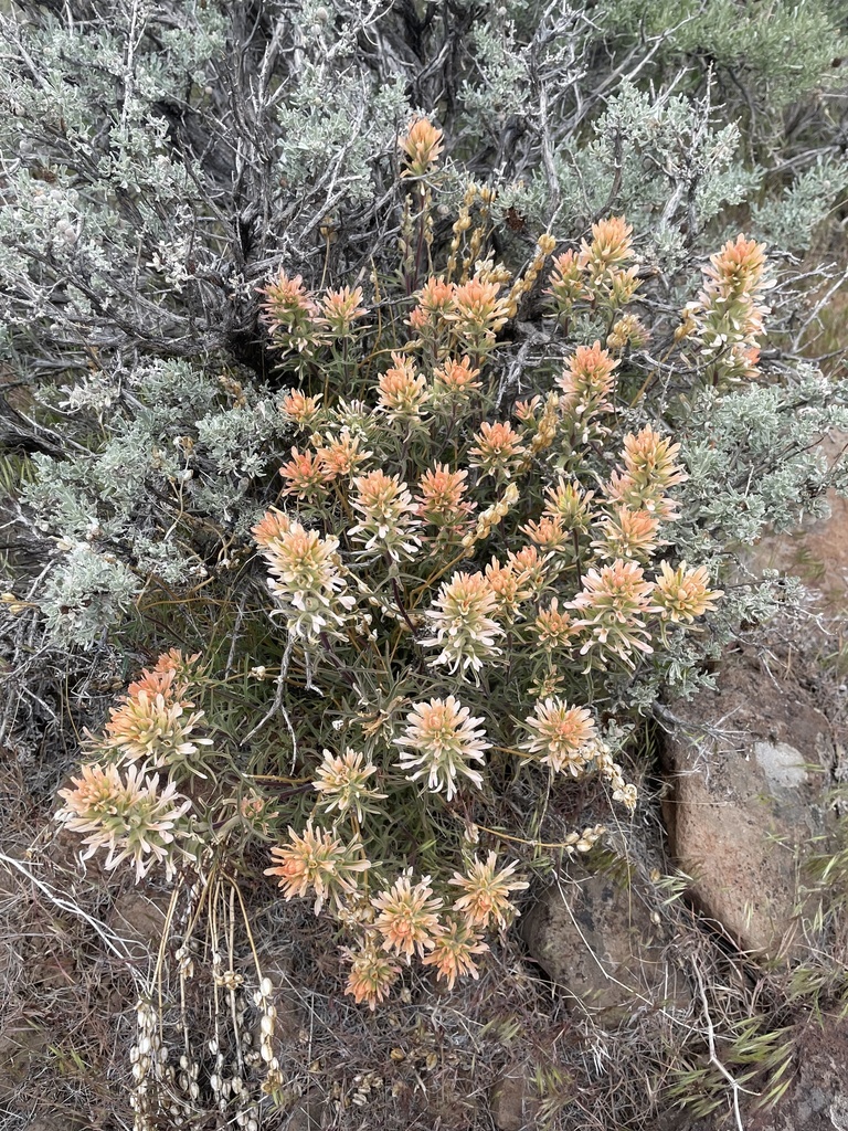 Castilleja angustifolia flavescens from Gerlach, NV, US on May 29, 2022