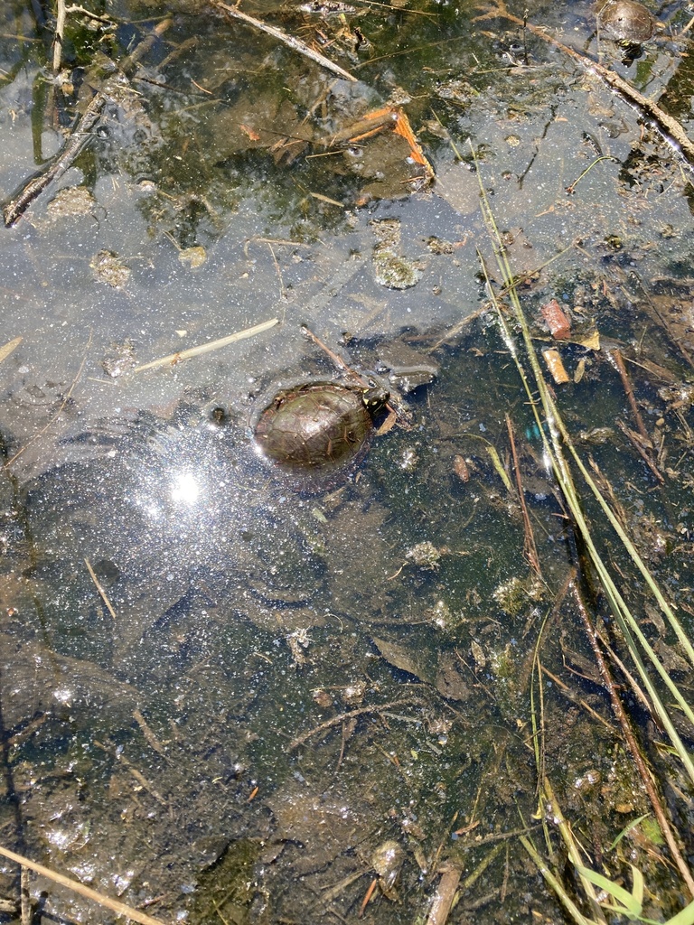 Eastern Painted Turtle from Morash Park, Halifax, NS, CA on May 30 ...