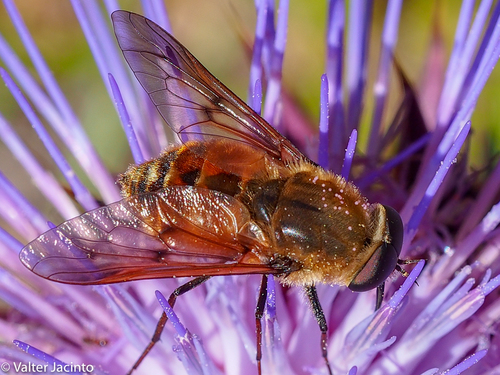 Pangonius variegatus · iNaturalist