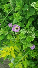 Asystasia gangetica image