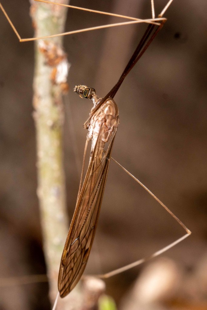 brachypremna-dispellens-from-4101-west-us-83-bus-mcallen-tx-78501