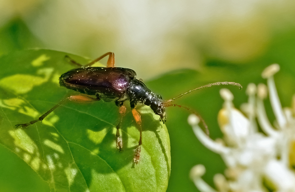 Pseudogaurotina abdominalis from Gregg Hill, Deering, NH, USA on May 29 ...