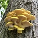 Golden Oyster Mushroom - Photo (c) Alyssa Mills, all rights reserved, uploaded by Alyssa Mills