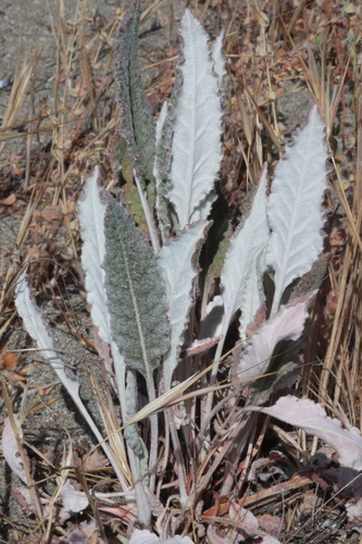 Eriogonum nudum var. psychicola