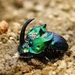 金龜子科 - Photo 由 Barbara Moreno Martinez 所上傳的 (c) Barbara Moreno Martinez，保留所有權利