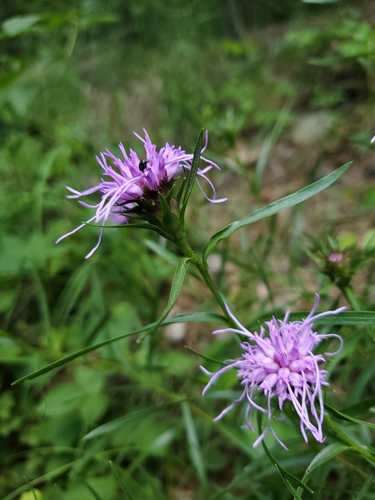Liatris compacta (Torr. & A.Gray) Rydb.