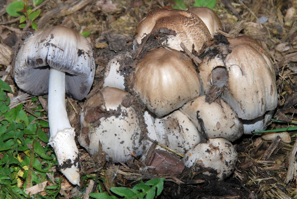 Common Ink Cap from Concord, California, United States on March 21