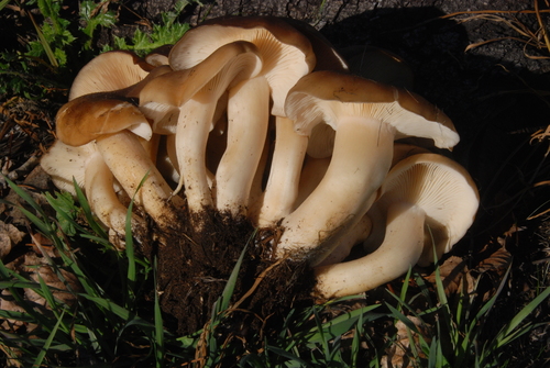 Fried Chicken Mushroom
