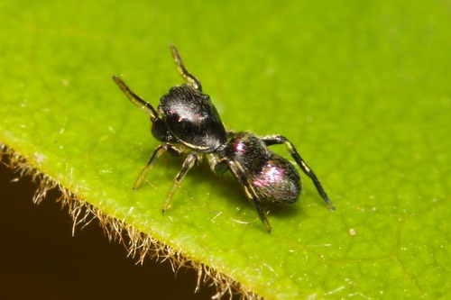 Paradamoetas
