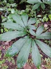 Image of Xanthosoma helleborifolium