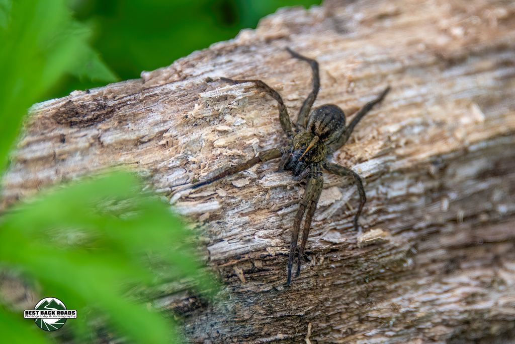 Wetland Giant Wolf Spider in May 2022 by Best Back Roads · iNaturalist