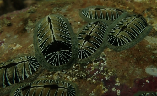 Chiton albolineatus