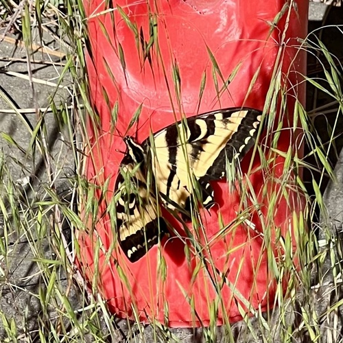 iNaturalist observation photo of Western Tiger Swallowtail