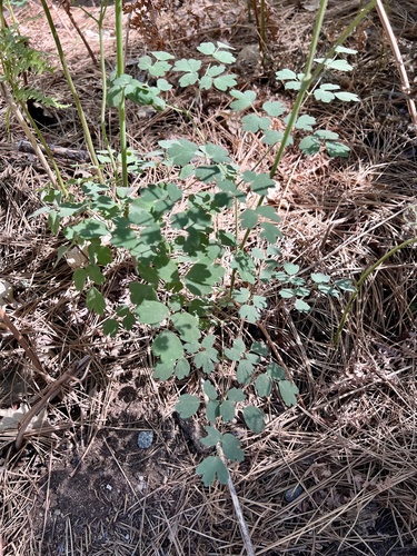iNaturalist observation photo of Fendler's Meadow-rue