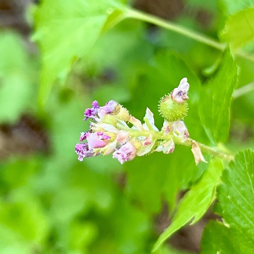 iNaturalist observation photo of mountain pink currant