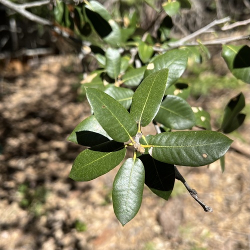 iNaturalist observation photo of canyon live oak