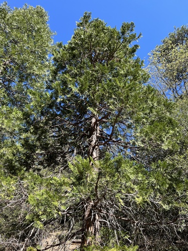 iNaturalist observation photo of California incense-cedar