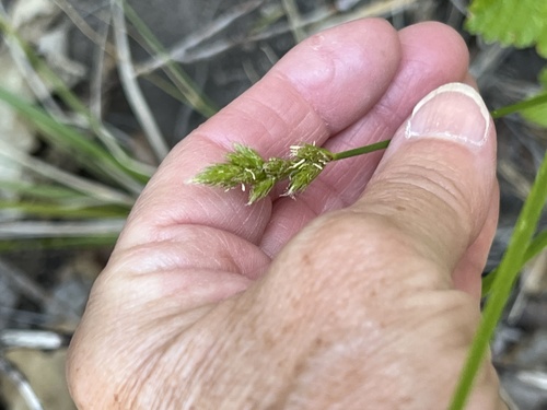 iNaturalist observation photo of Sedges