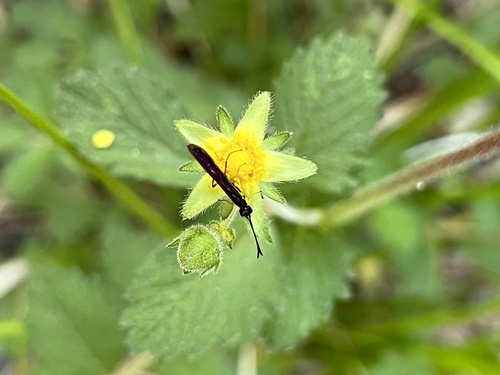 iNaturalist observation photo of Stem Sawflies