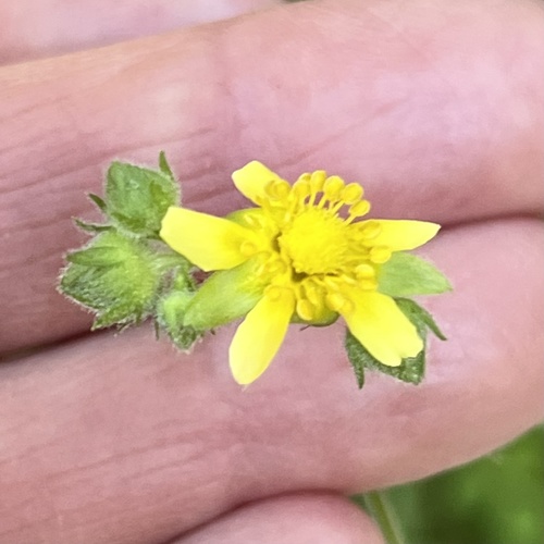 iNaturalist observation photo of sticky cinquefoil
