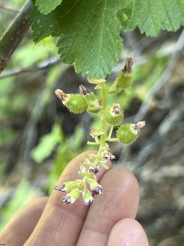 iNaturalist observation photo of mountain pink currant