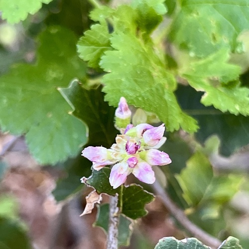 iNaturalist observation photo of mountain pink currant