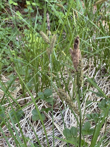 iNaturalist observation photo of Schott's sedge