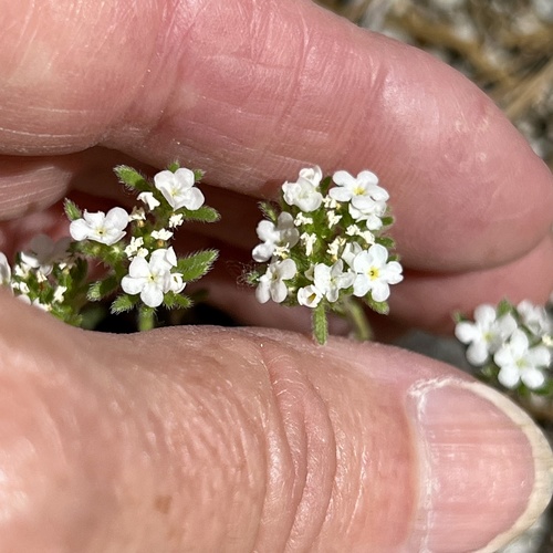 iNaturalist observation photo of Mountain Red-root Cryptantha