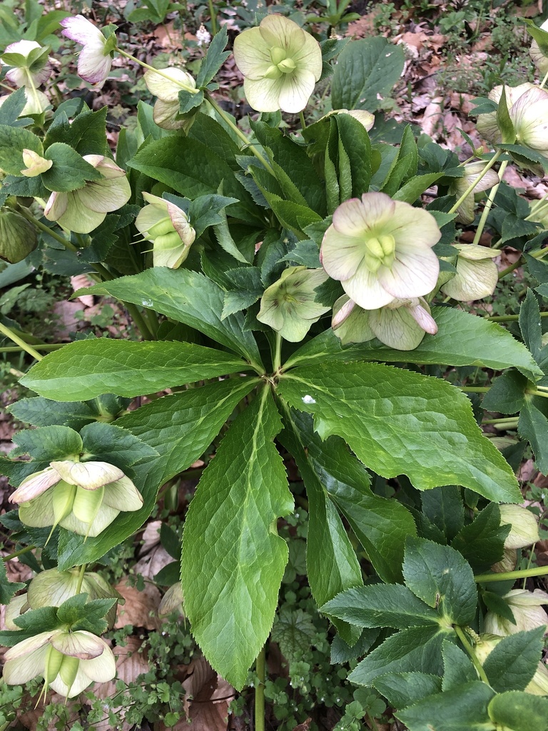 Hellebores from Good Hope Rd, Landenberg, PA, US on April 13, 2022 at