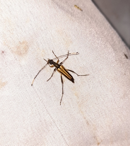 Parastrangalis lateristriata