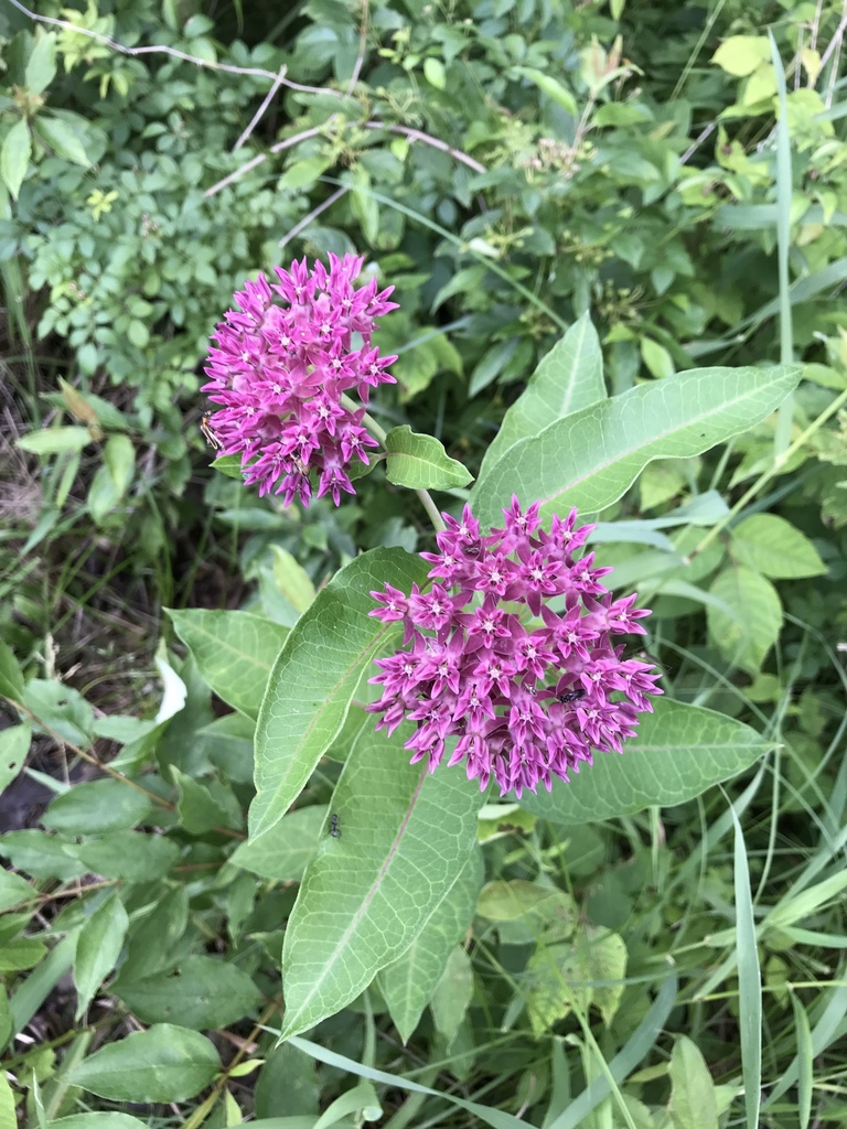purple milkweed from 43323, Harpster, OH, US on June 23, 2018 at 0528
