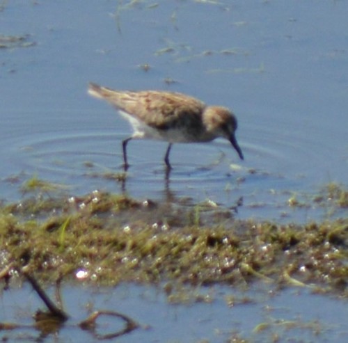 Semipalmated Sandpiper