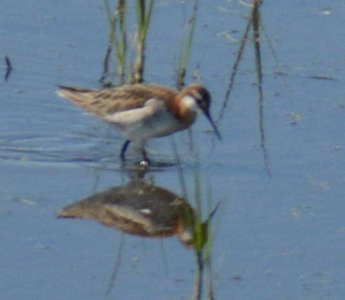 Wilson's Phalarope