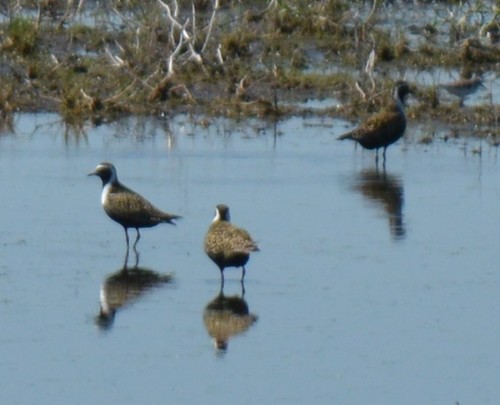American Golden-Plover