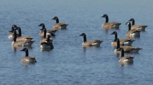 Canada Goose