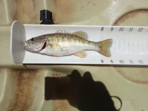 Chattahoochee Bass