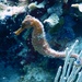 Observation photo