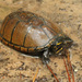 Mississippi Mud Turtle - Photo (c) mattbuckingham, all rights reserved, uploaded by mattbuckingham