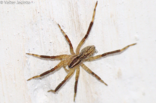 Zora manicata